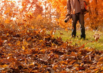 2 week november Leaf Removal